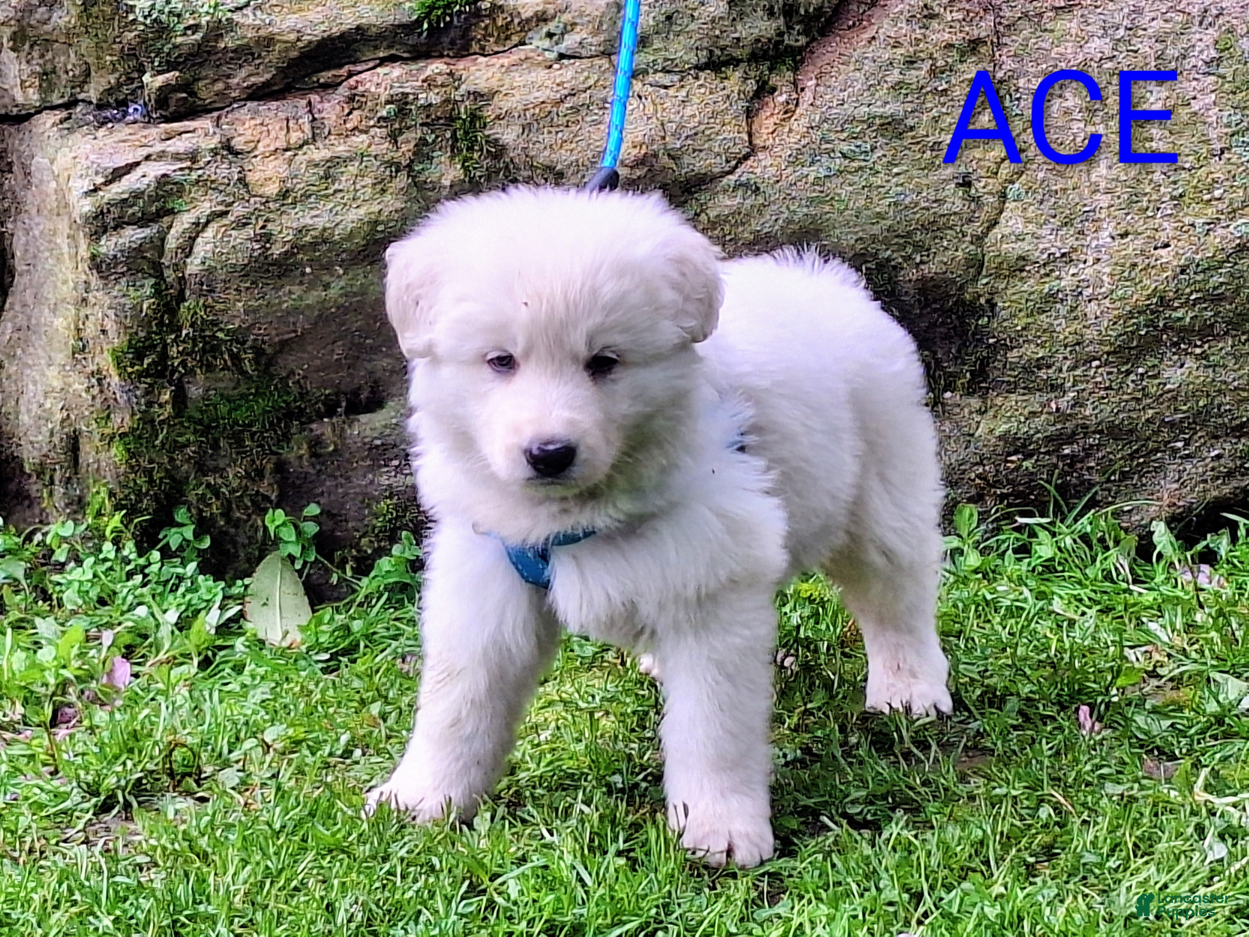 German Shepherd dogs ACE!! LONGCOAT!! - Ad 1