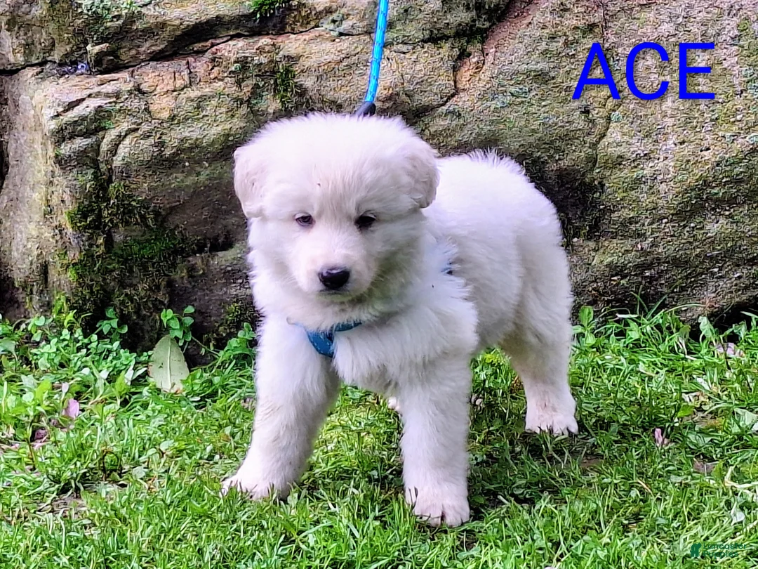 German Shepherd dogs for sale: ACE!! LONGCOAT!! - Ad 1
