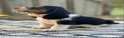 Basset Hound dogs for sale: Basset Hound 1 - Ad 3