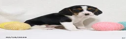 Beagle dogs for sale: Ned - Ad 3
