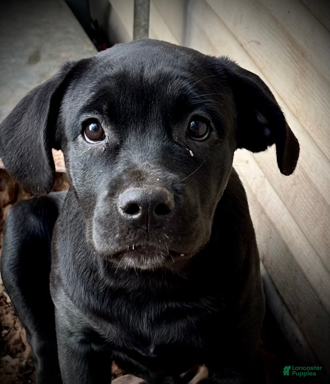 Mixed Breed dogs for sale: Cane Corso-Rottweiler - Ad 6