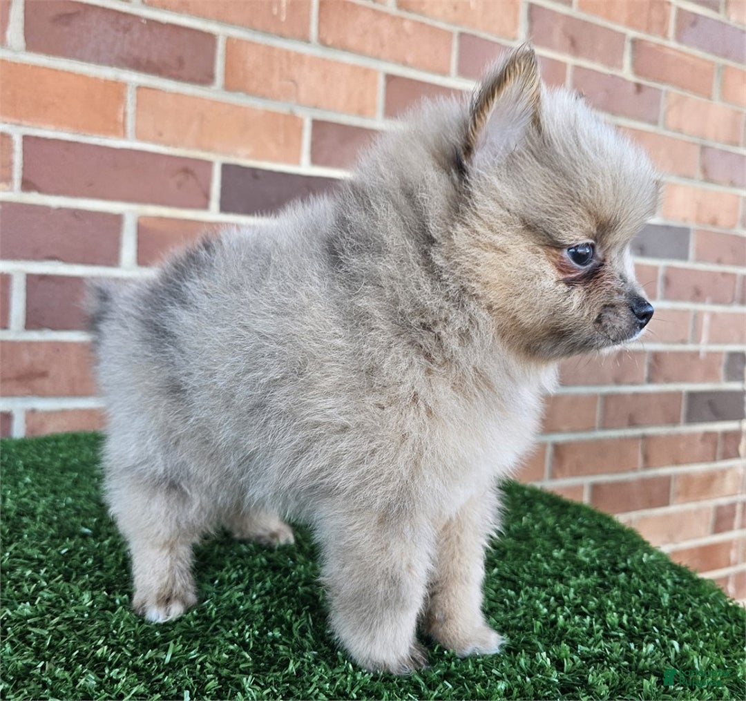 Pomeranian dogs for sale: Pomeranian Puppy 2 - Ad 3