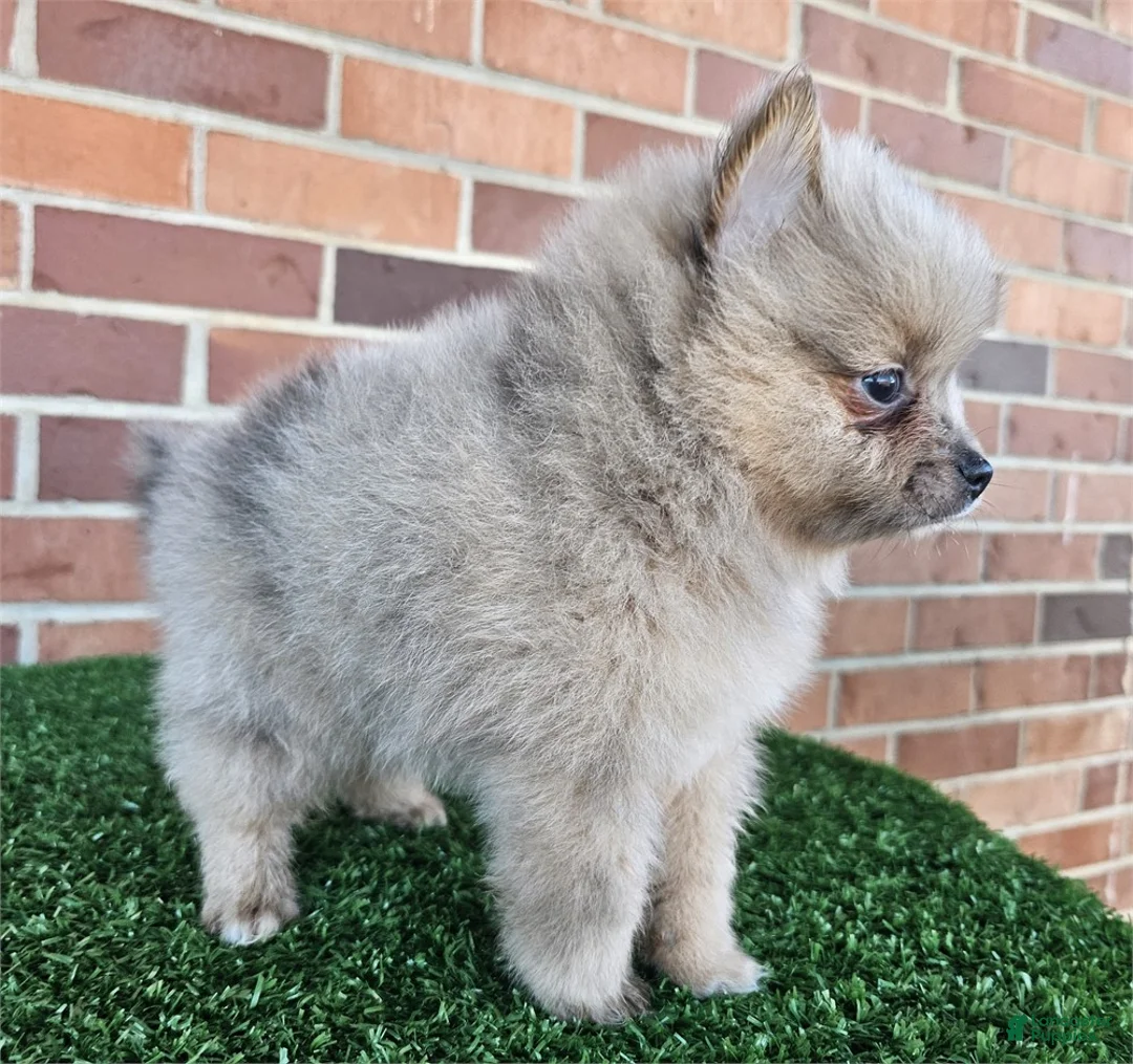 Pomeranian dogs for sale: Pomeranian Puppy 2 - Ad 3
