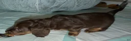 Dachshund dogs for sale: Coco - Ad 9
