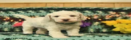 Mini Goldendoodle dogs for sale: Silly Billy  - Ad 3