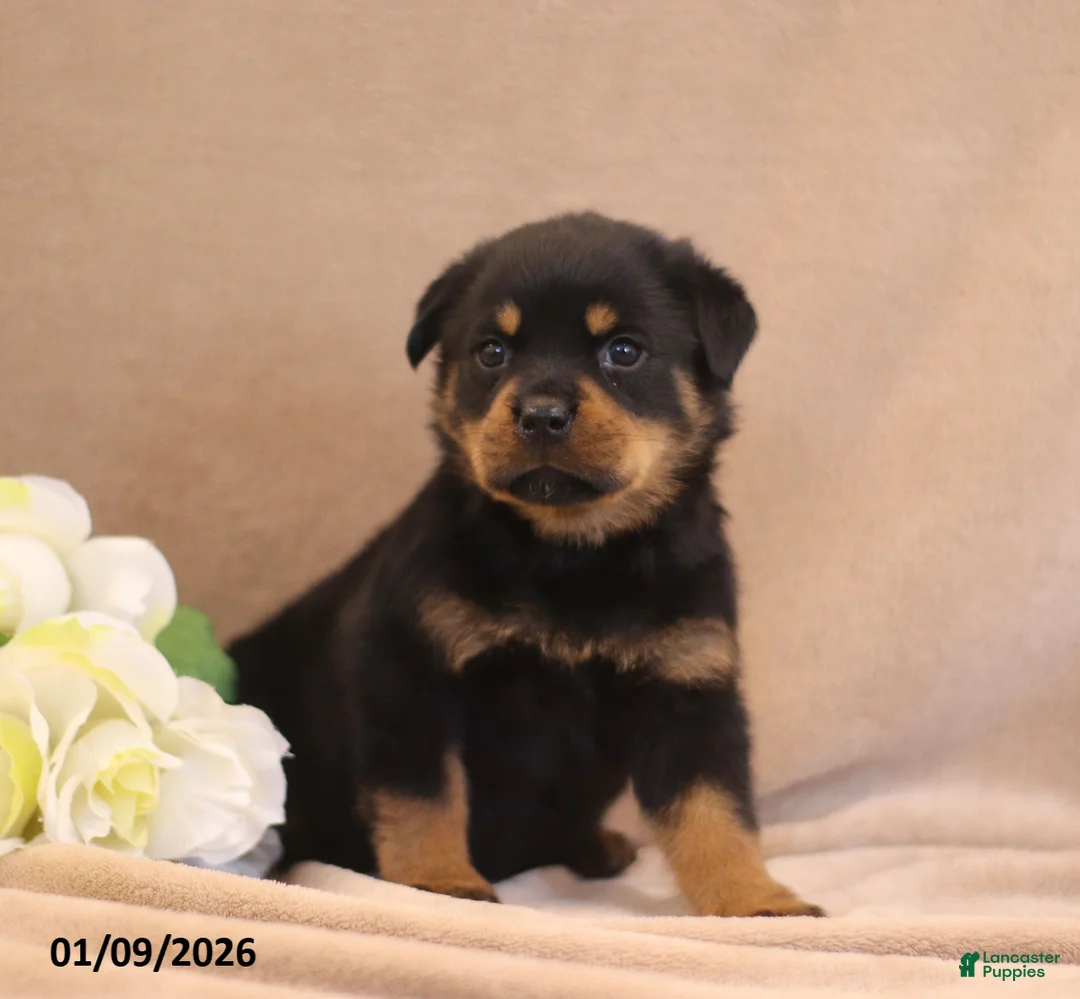 Rottweiler dogs for sale: Terra  - Ad 5