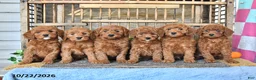 Mini Goldendoodle dogs for sale: Blaze - Ad 5