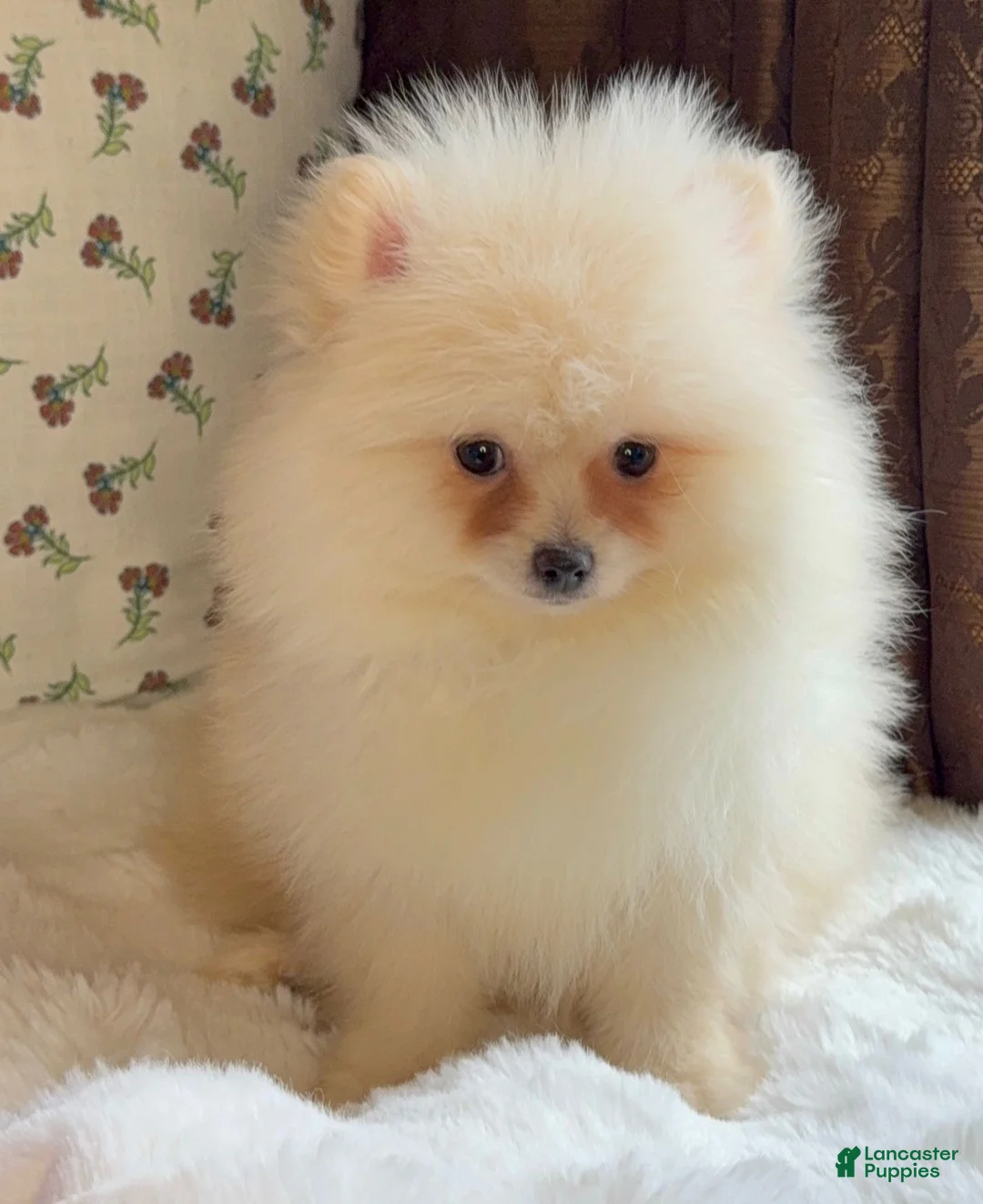 Pomeranian dogs for sale: Pomeranian Puppy Donald - Ad 10