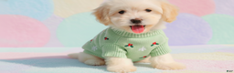 Maltipoo dogs for sale: BUDDY - Ad 1