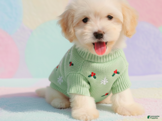 Maltipoo dogs BUDDY - Ad 3