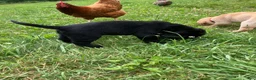 Labrador Retriever dogs for sale: Patriot  - Ad 4