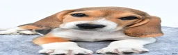 Beagle dogs for sale: Marty - Ad 5