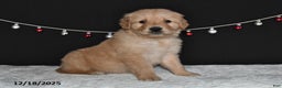Golden Retriever dogs for sale: Asher - Ad 5