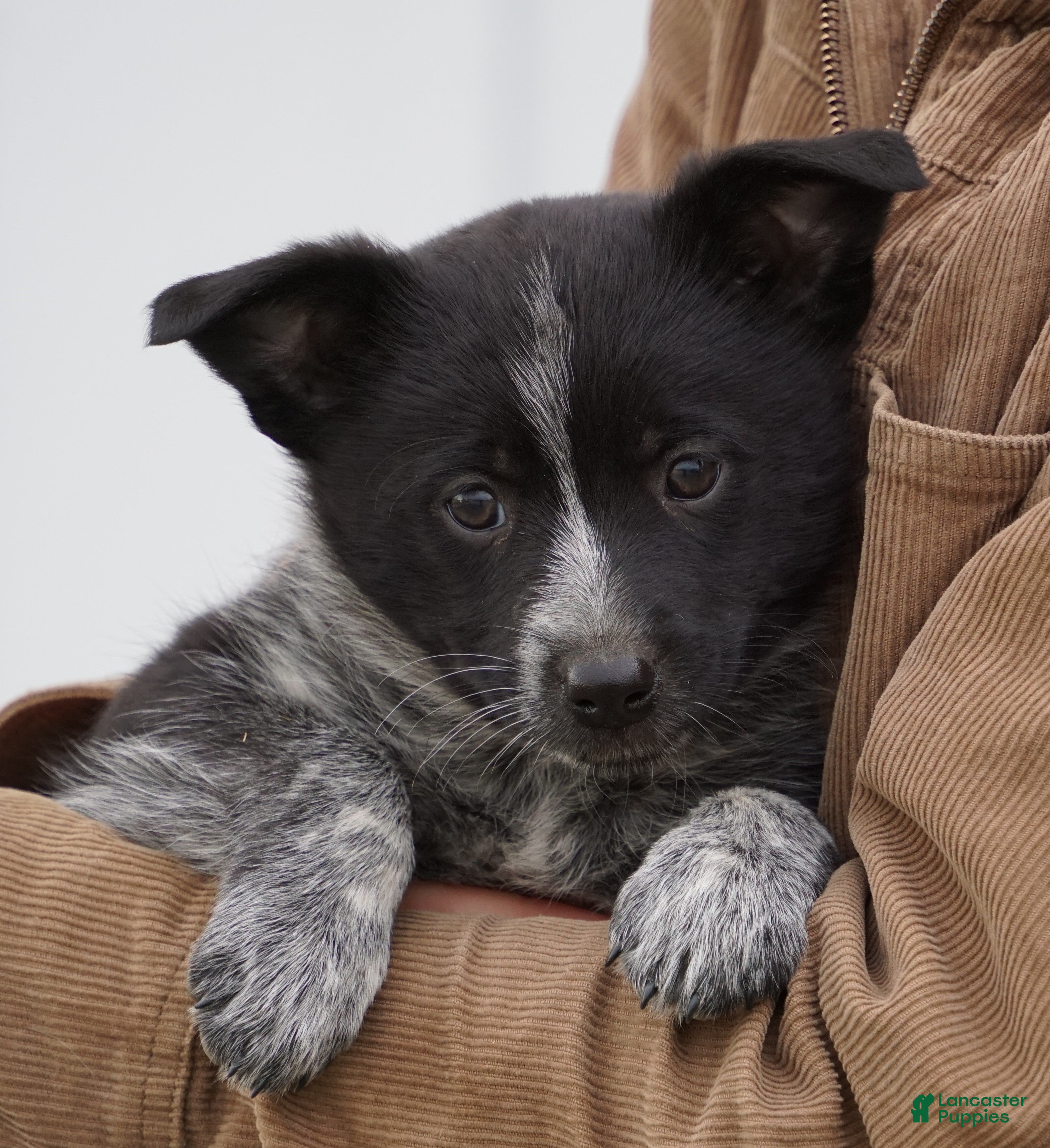 Mixed Breed dogs Asia - Ad 14