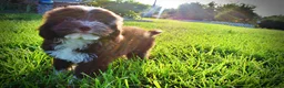 Havapoo dogs for sale: Emma - Ad 20