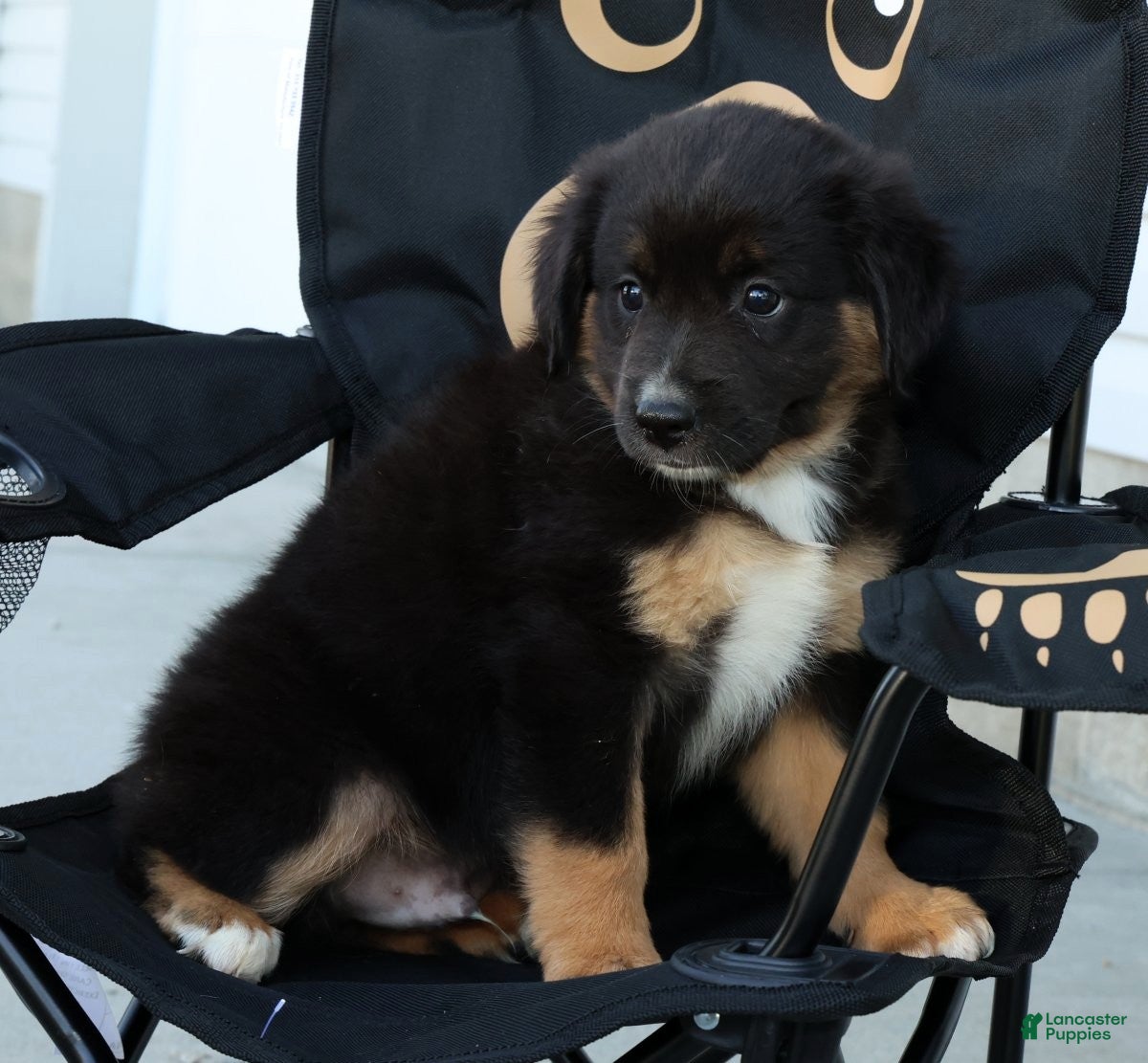 Miniature Australian Shepherd dogs for sale: Tanner - Ad 9