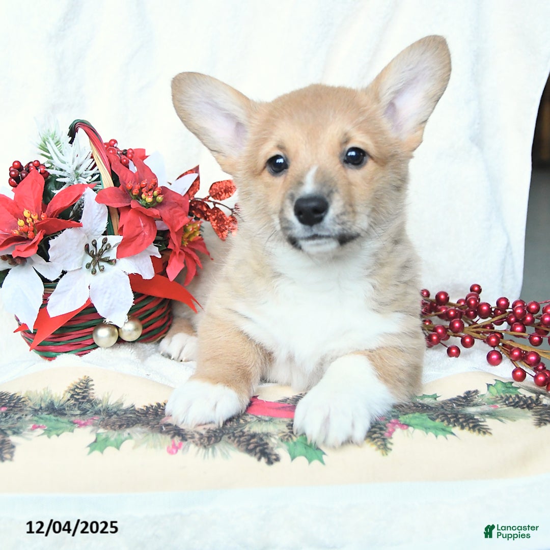 Welsh Corgi Pembroke dogs for sale: Holly - Ad 5