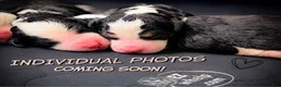 Bernedoodle dogs for sale: Saul - Ad 9