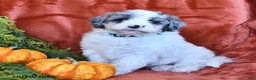 Aussiedoodle dogs for sale: Ace  - Ad 2