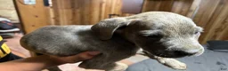 Cane Corso dogs for sale: Cane Corso 2 - Ad 1