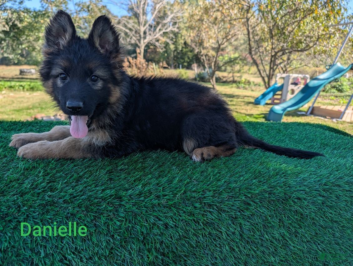 German Shepherd dogs Danielle - Ad 2