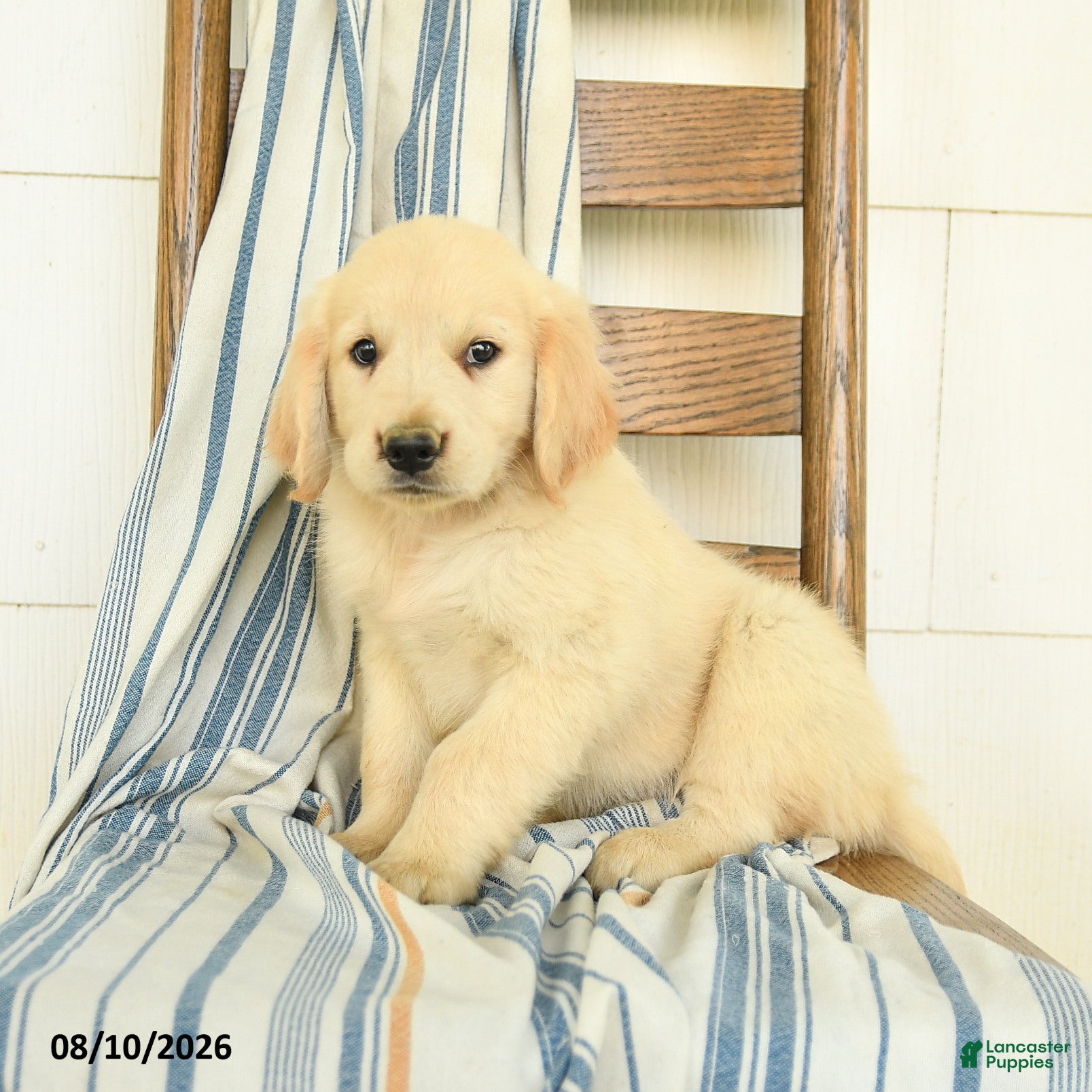 Golden Retriever dogs James   - Ad 1