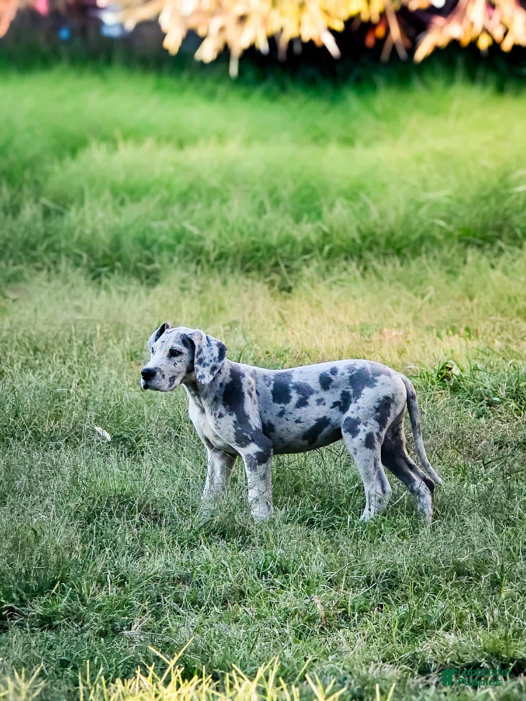 Great Dane dogs for sale: Great Dane Puppy 1 - Ad 1