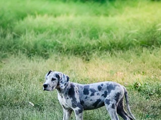 Great Dane dogs Great Dane Puppy 1 - Ad 29