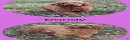 Miniature Poodle dogs for sale: Luna - Ad 4