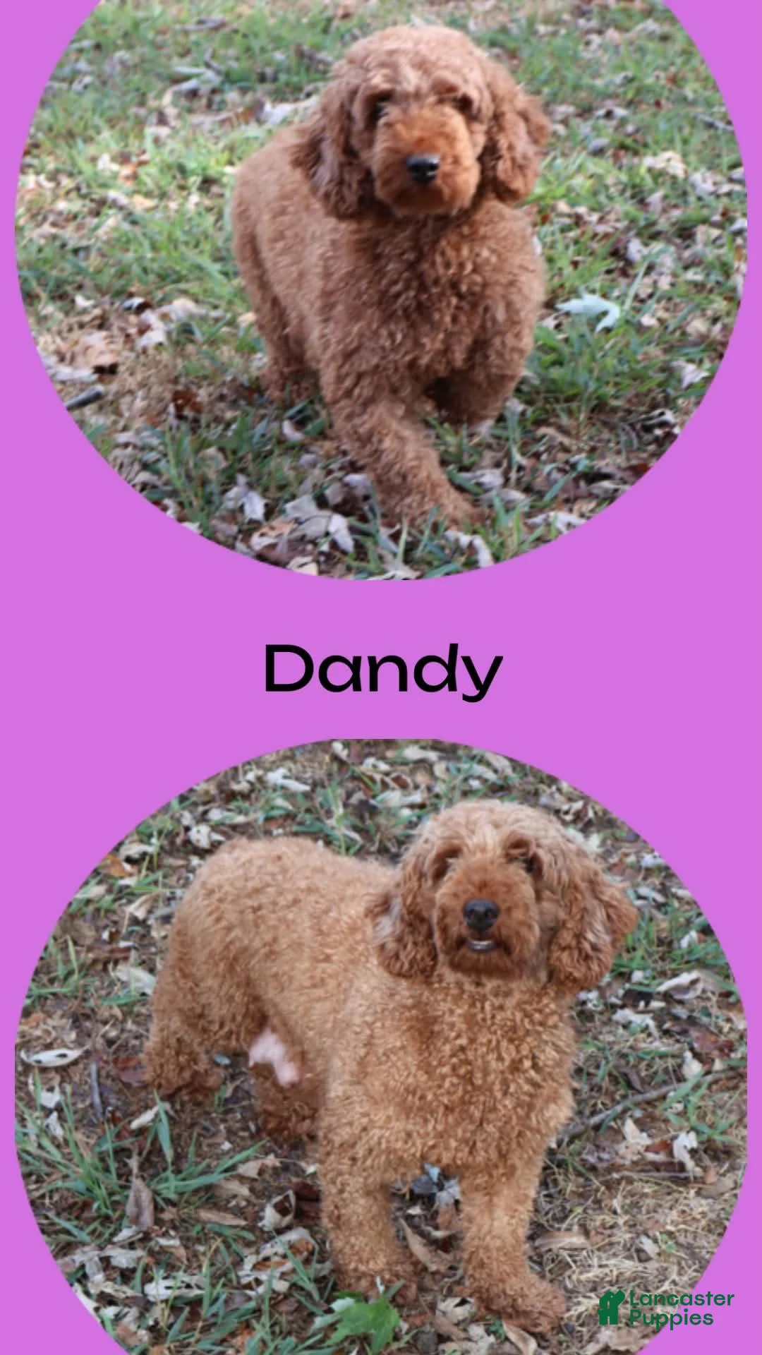 Miniature Poodle dogs for sale: Luna - Ad 4
