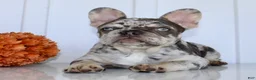 French Bulldog dogs for sale: Dillon - Ad 6