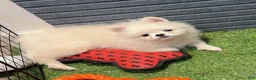 Pomeranian dogs for sale: Memin - Ad 2