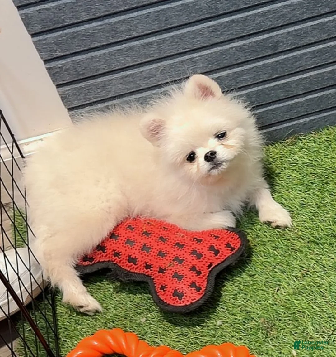 Pomeranian dogs for sale: Memin - Ad 2