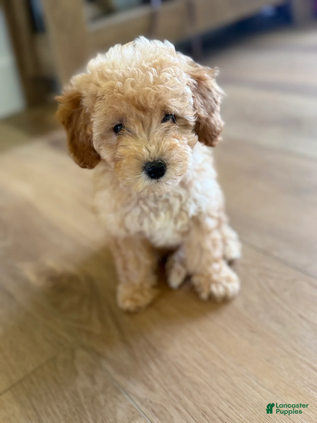 Toy Poodle dogs for sale: Goldie  - Ad 2