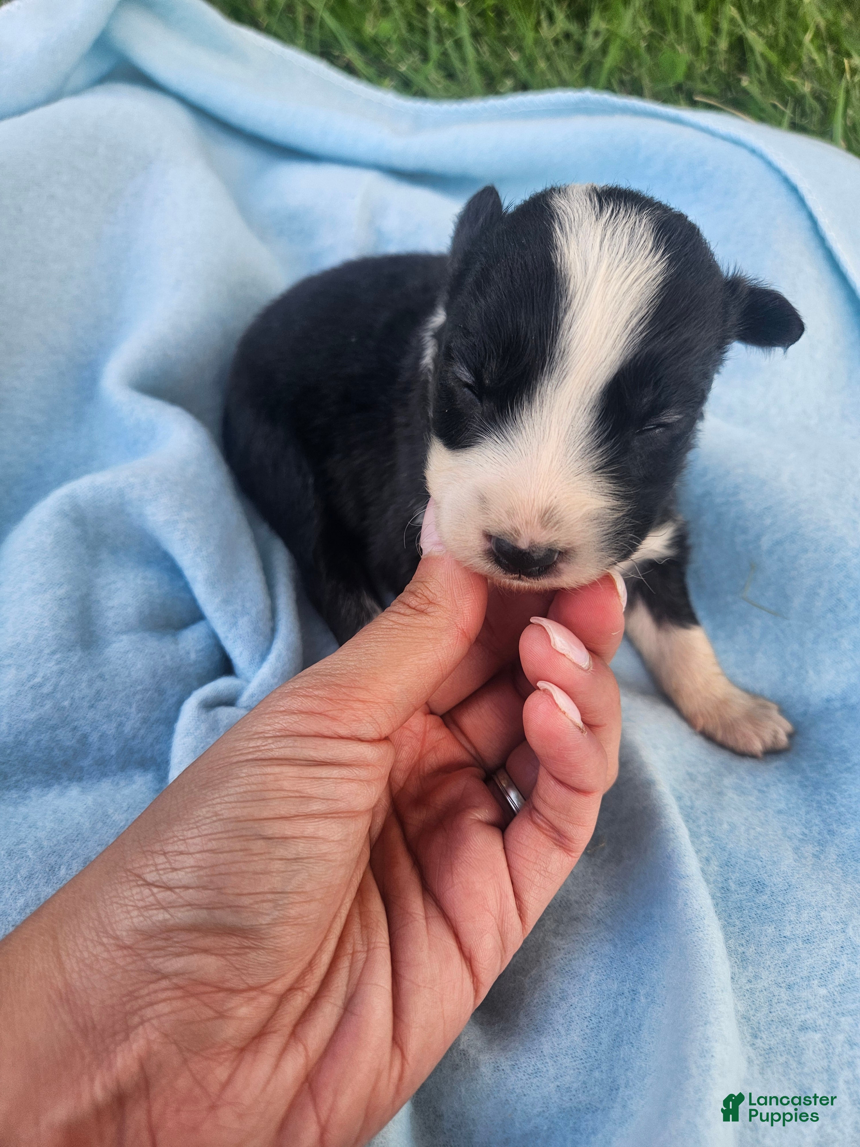 Australian Shepherd dogs Lottie - Ad 27
