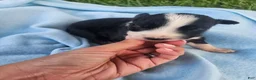 Australian Shepherd dogs for sale: Lottie - Ad 1