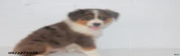 Australian Shepherd dogs for sale: Buster - Ad 2
