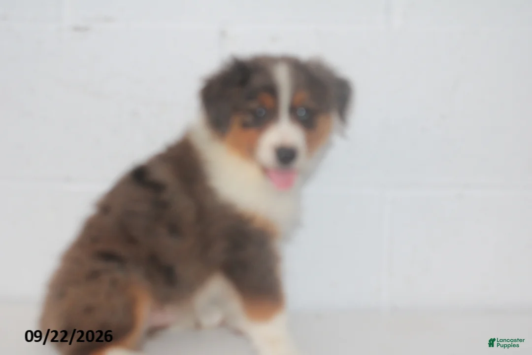 Australian Shepherd dogs for sale: Buster - Ad 2