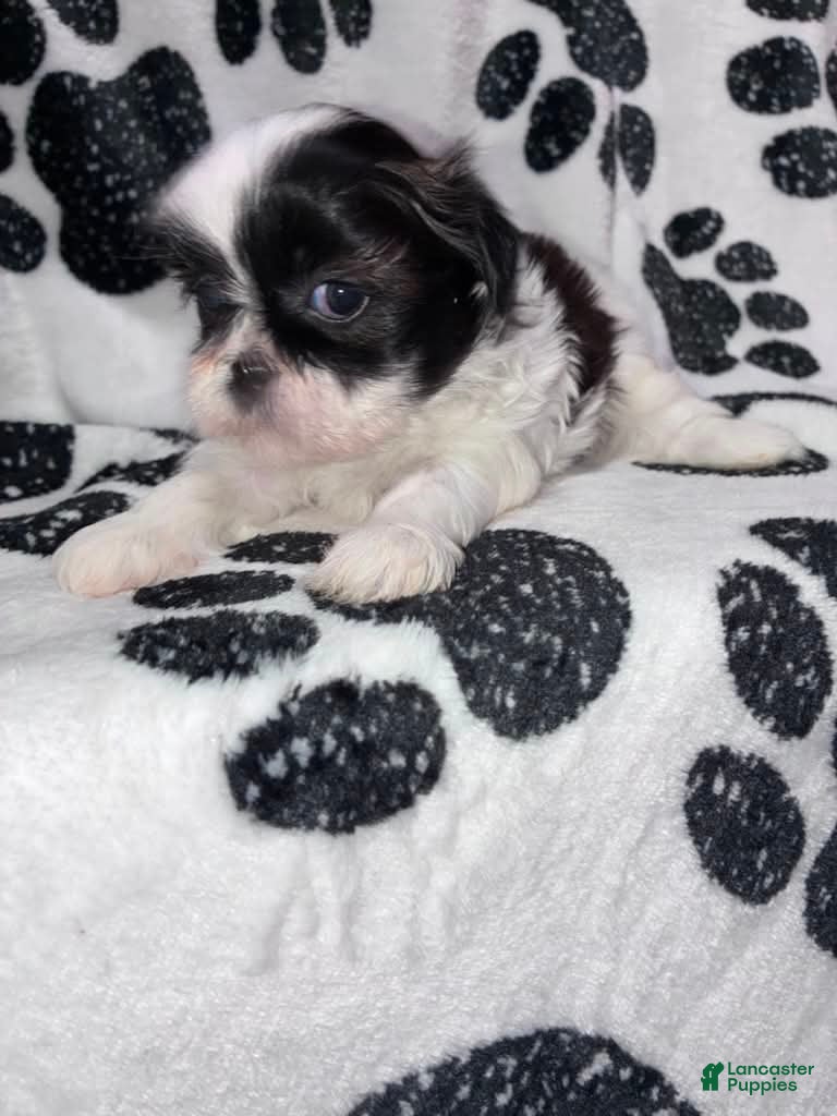 Shih Tzu dogs Paprika  - Ad 2