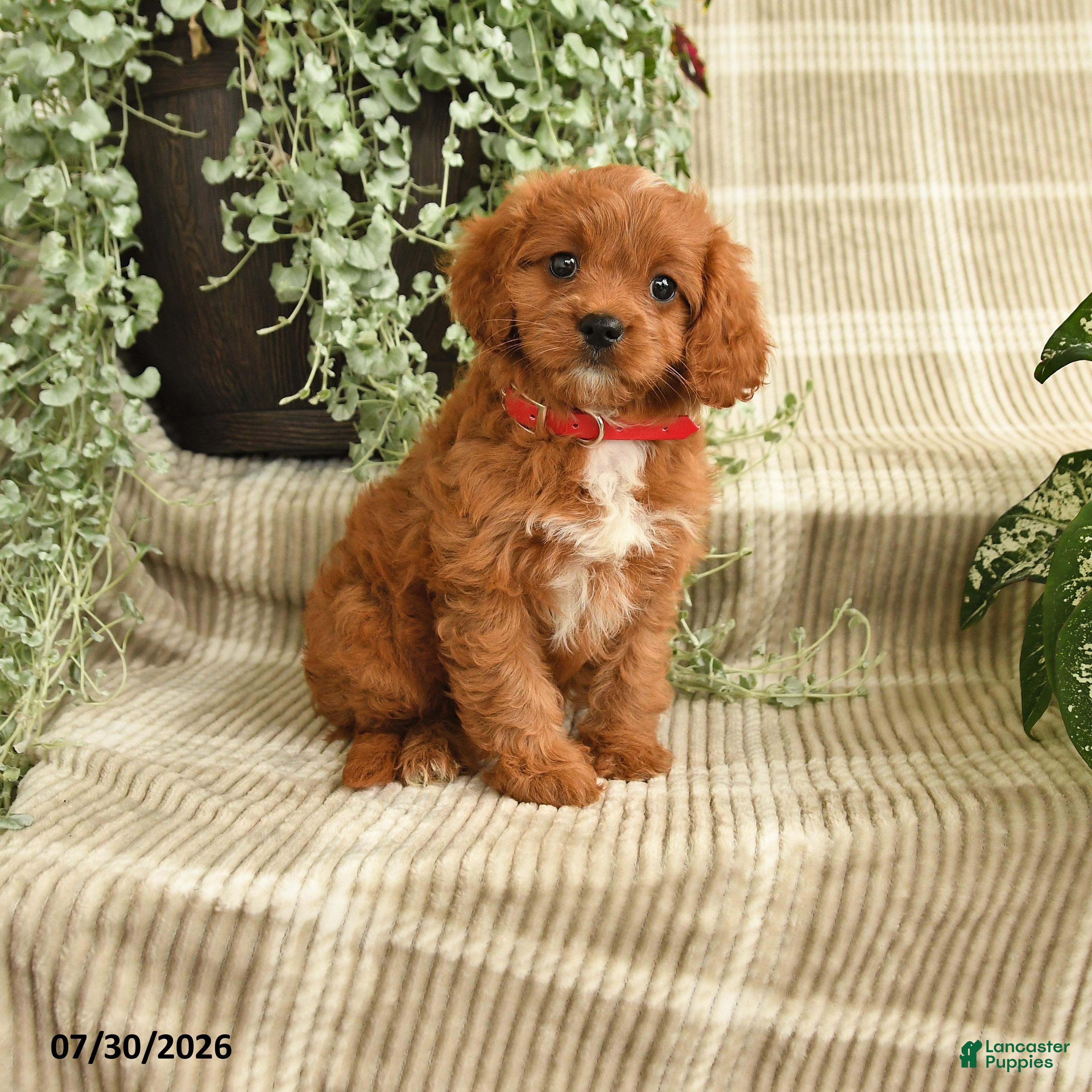 Cavapoo dogs for sale: Paige - Ad 4