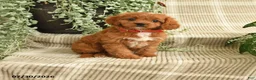 Cavapoo dogs for sale: Paige - Ad 1