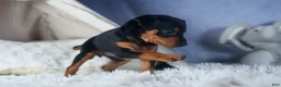 Miniature Pinscher dogs for sale: ANNIE - Ad 11