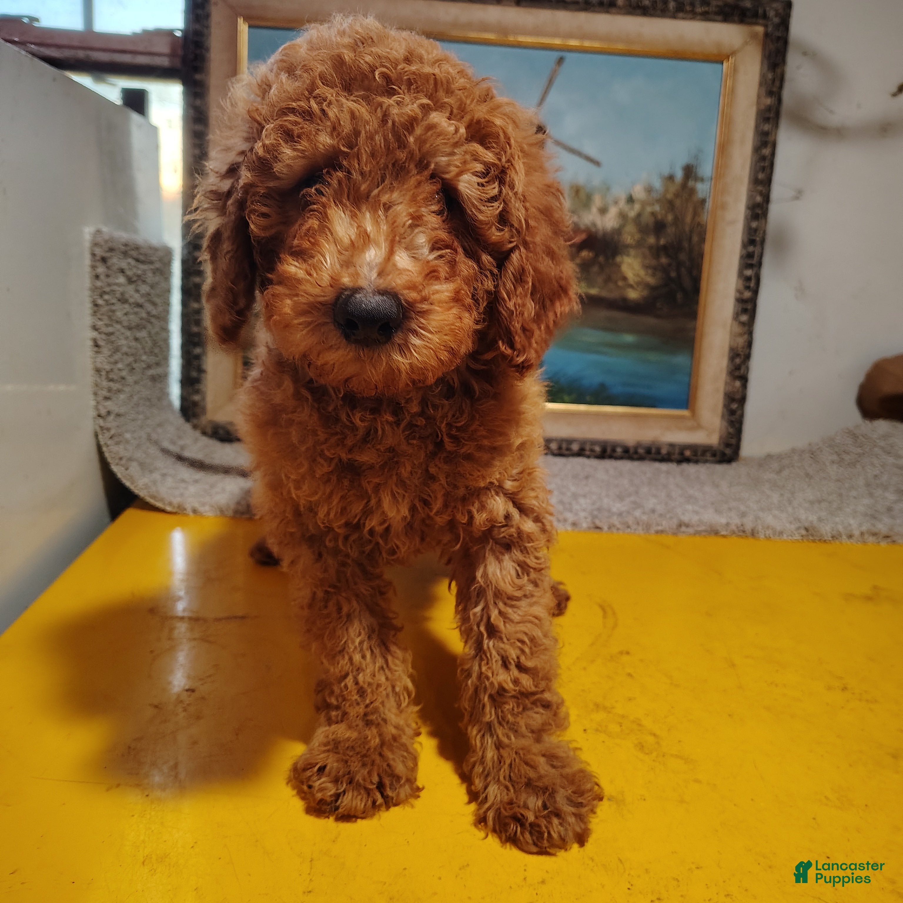 Mini Goldendoodle dogs for sale: Sully - Ad 1