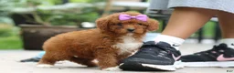 Cavapoo dogs for sale: Sunshine - Ad 4
