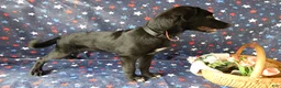 Sheprador dogs for sale: Golden Shepherd 3 Russell - Ad 6