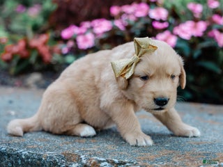 Golden Retriever dogs - Ad 7