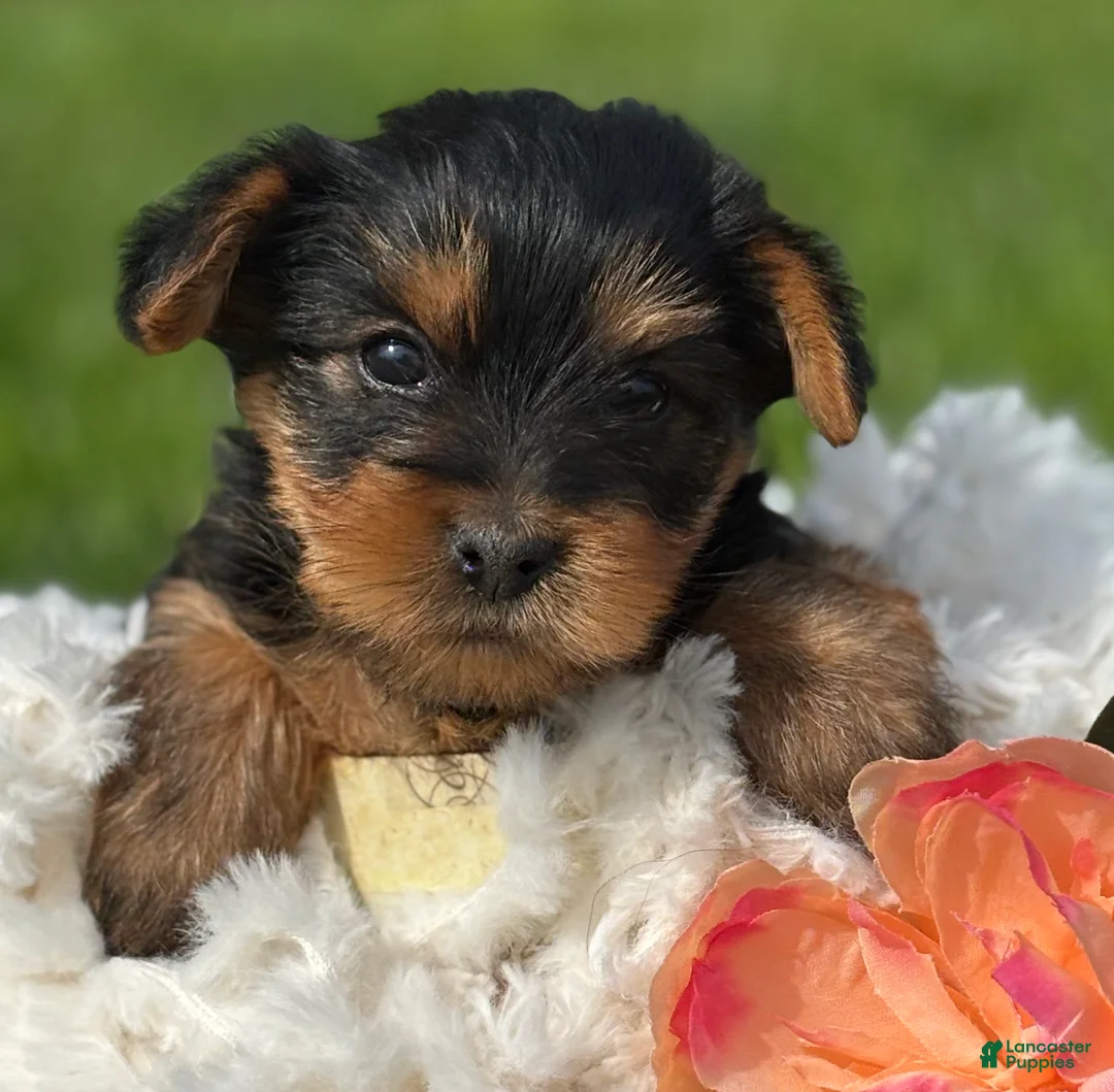 Yorkshire Terrier dogs for sale: Mocha - Ad 2