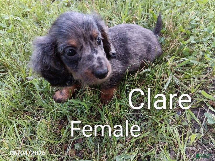 Miniature Dachshund dogs Clare - Ad 4
