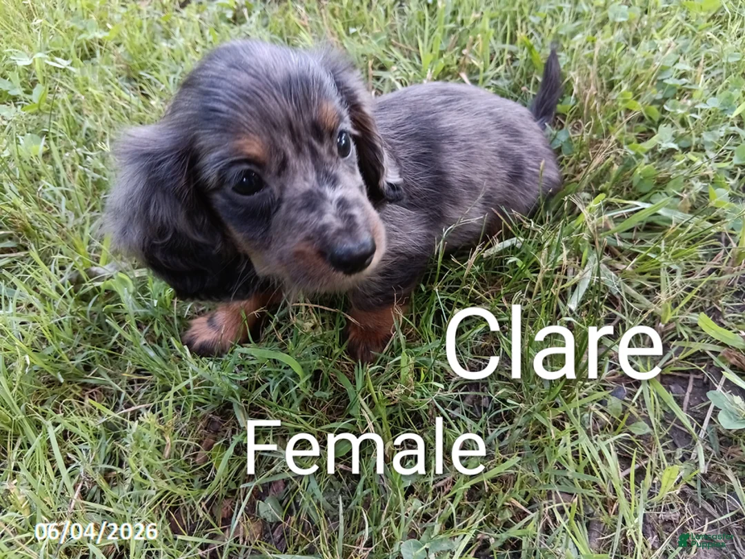 Miniature Dachshund dogs for sale: Clare - Ad 1