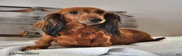 Miniature Dachshund dogs for sale: Cocoa - Ad 4